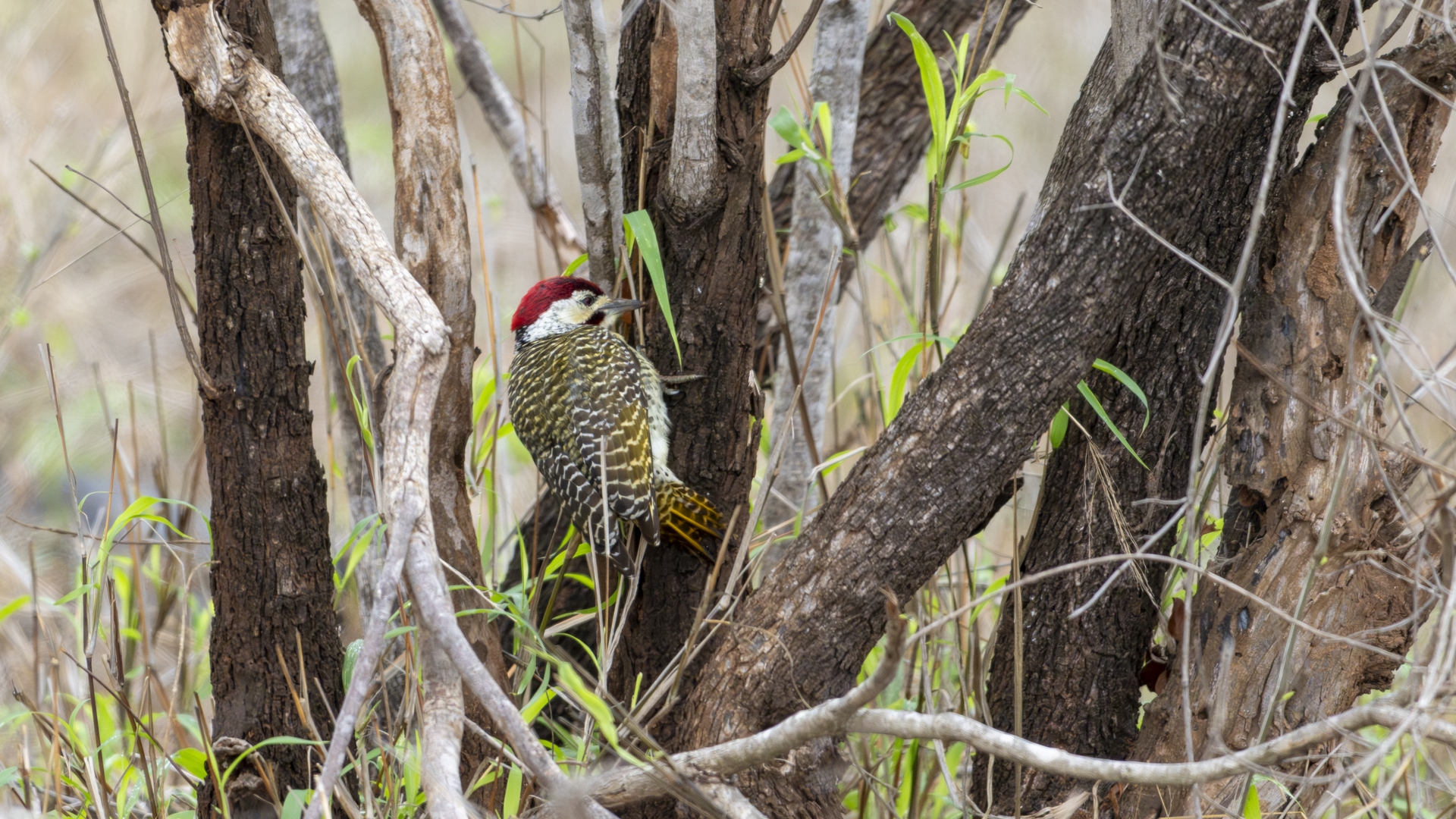 Kruger25 2025 11 03 10 34 46 ILCE 1M2 551